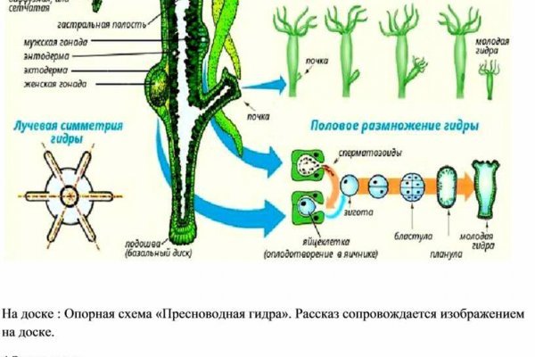 Омг хыдра клуб онион ком